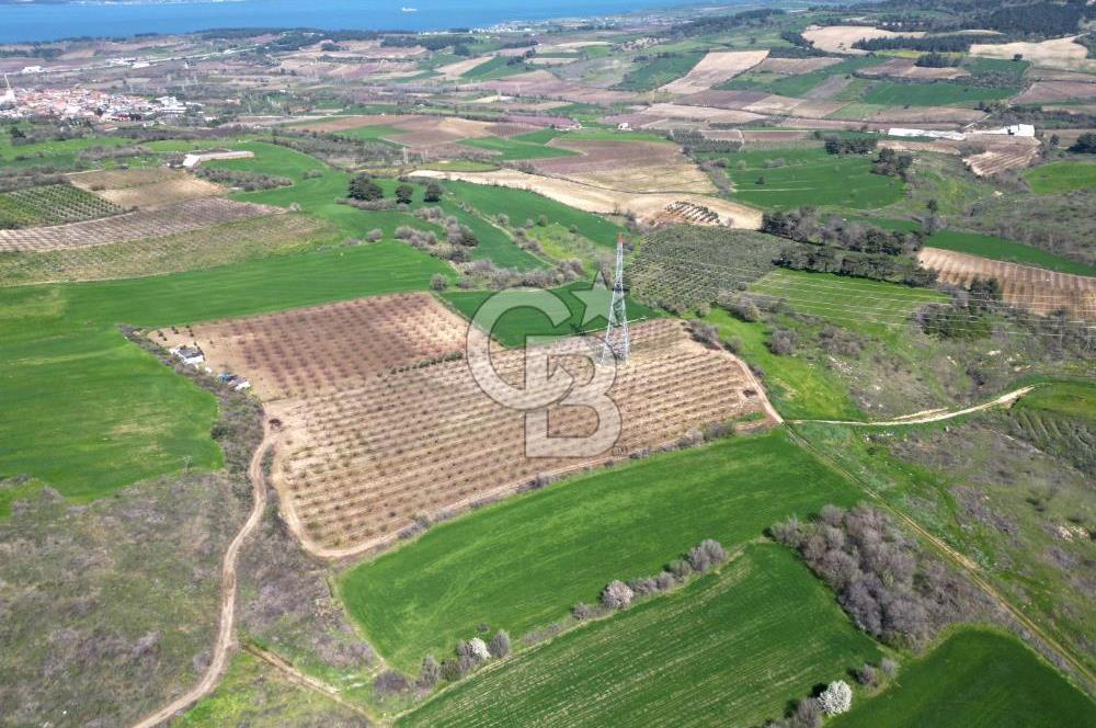 çanakkale merkez yapıldak 8.788 m² tarım arazisi fırsatı - Görsel 6