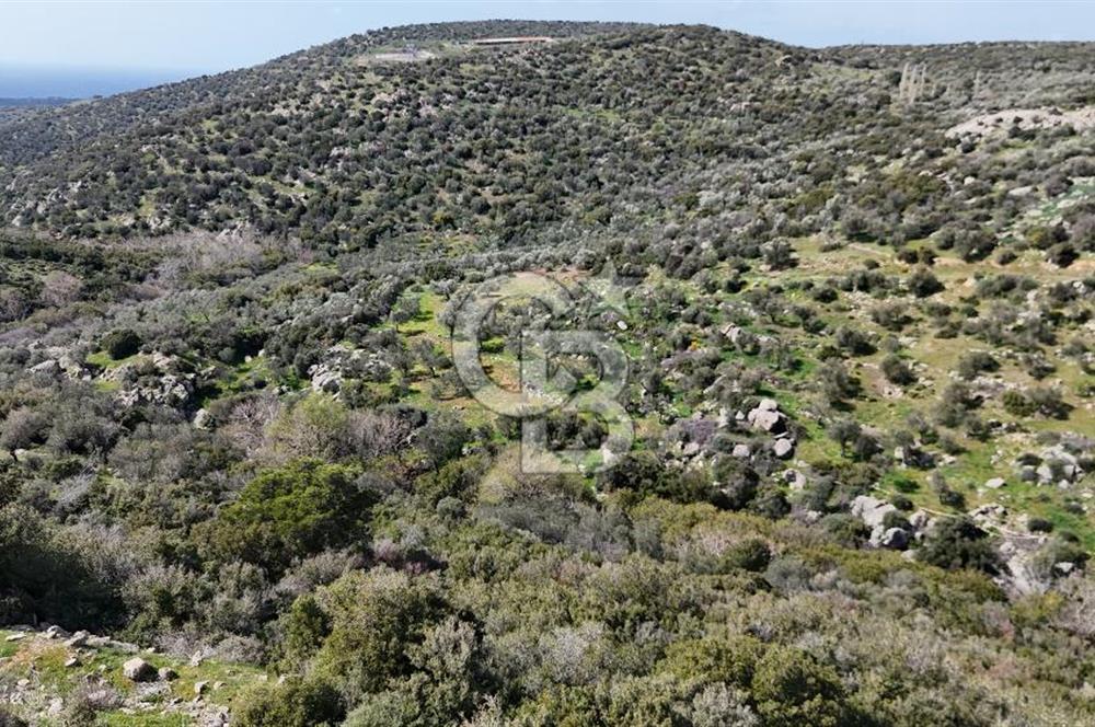 Satılık Zeytinlik Çanakkale Ezine Alemşah'ta 11395m² - Görsel 2