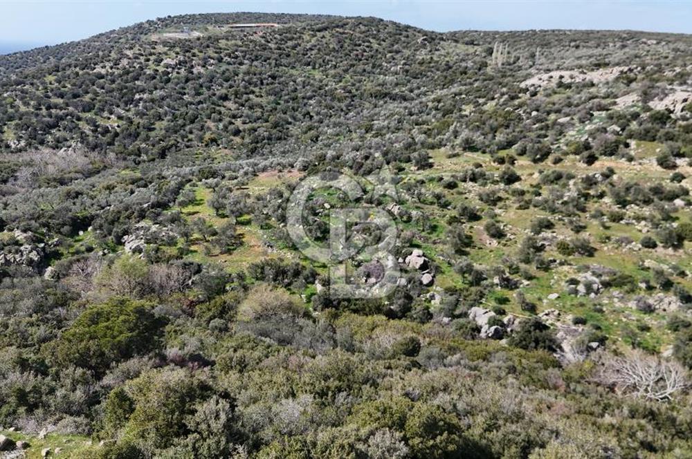 Satılık Zeytinlik Çanakkale Ezine Alemşah'ta 11395m² - Görsel 3