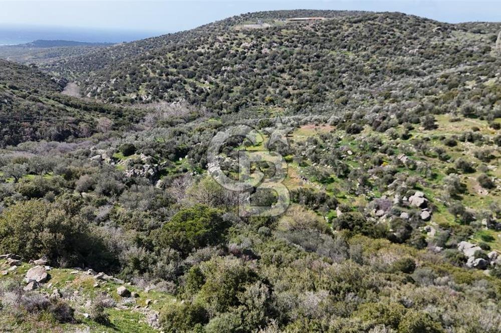 Satılık Zeytinlik Çanakkale Ezine Alemşah'ta 11395m² - Görsel 4