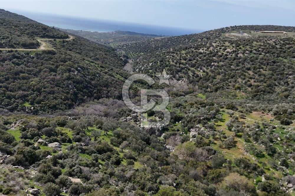 Satılık Zeytinlik Çanakkale Ezine Alemşah'ta 11395m² - Görsel 5