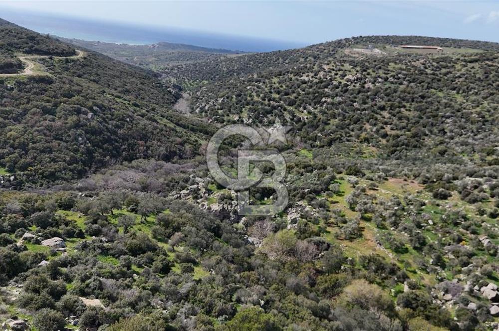 Satılık Zeytinlik Çanakkale Ezine Alemşah'ta 11395m² - Görsel 6