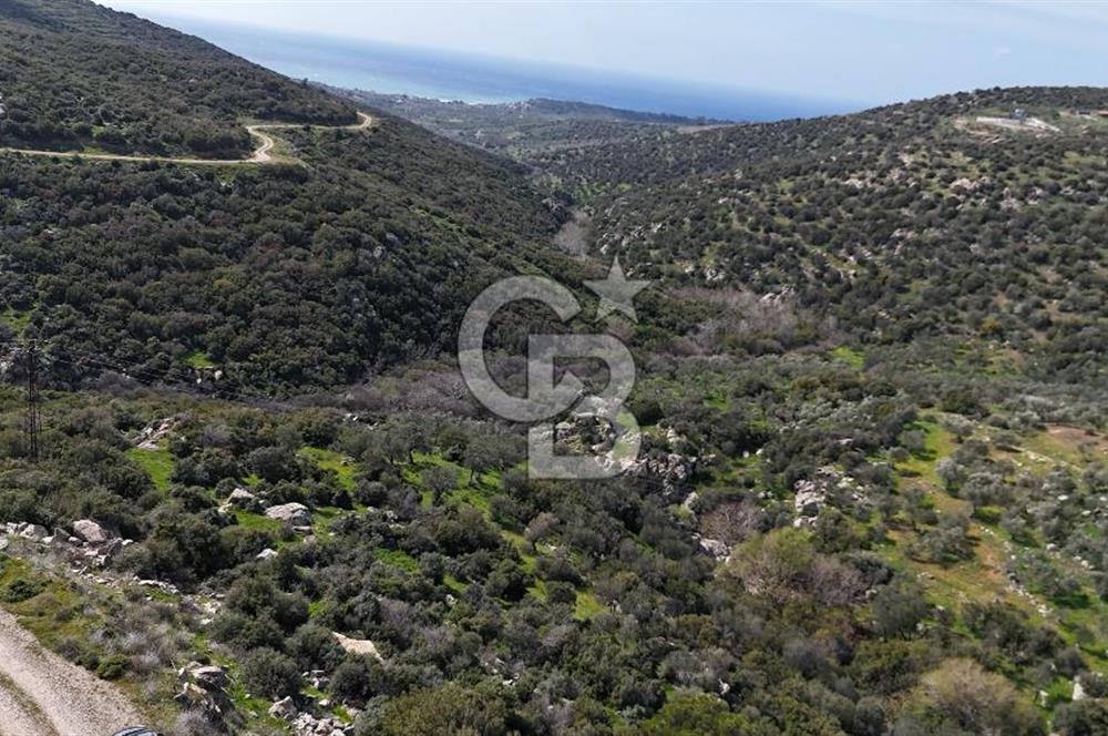 Satılık Zeytinlik Çanakkale Ezine Alemşah'ta 11395m² - Görsel 7
