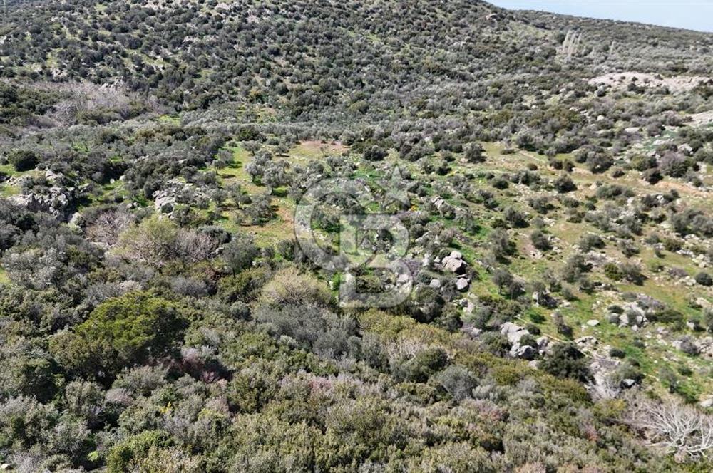 Satılık Zeytinlik Çanakkale Ezine Alemşah'ta 11395m² - Görsel 8