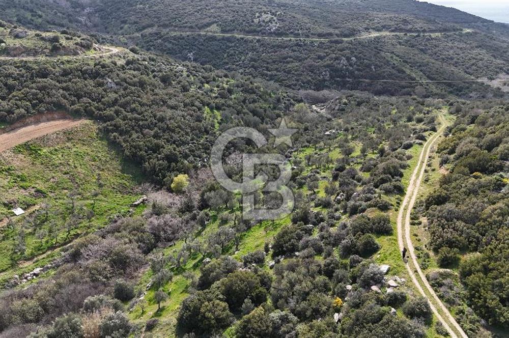 Satılık Zeytinlik Çanakkale Ezine Alemşah'ta 11395m² - Görsel 9
