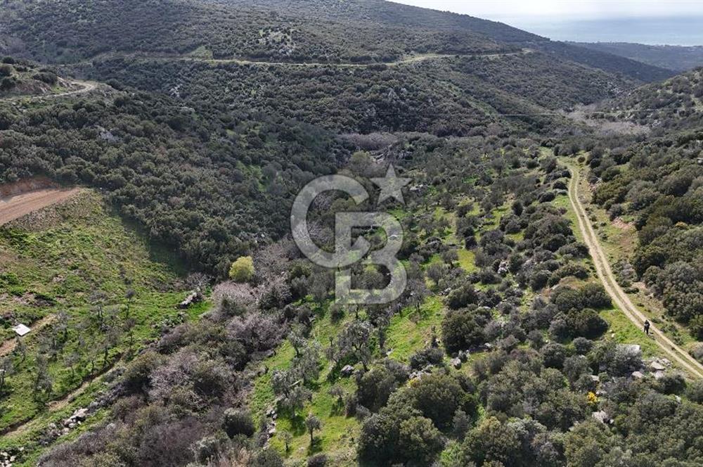 Satılık Zeytinlik Çanakkale Ezine Alemşah'ta 11395m² - Görsel 10