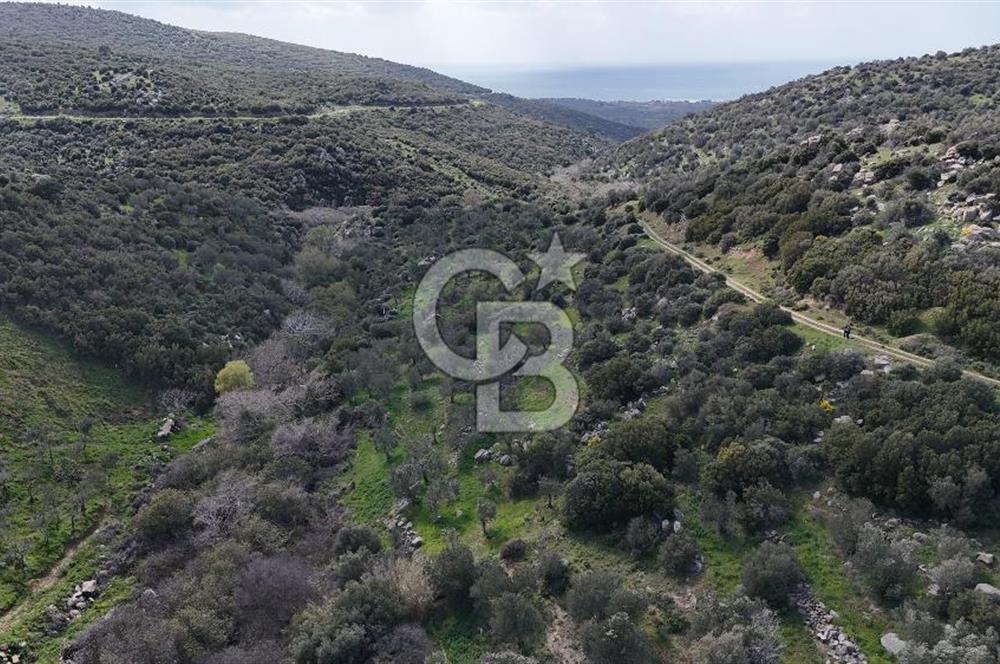 Satılık Zeytinlik Çanakkale Ezine Alemşah'ta 11395m² - Görsel 11
