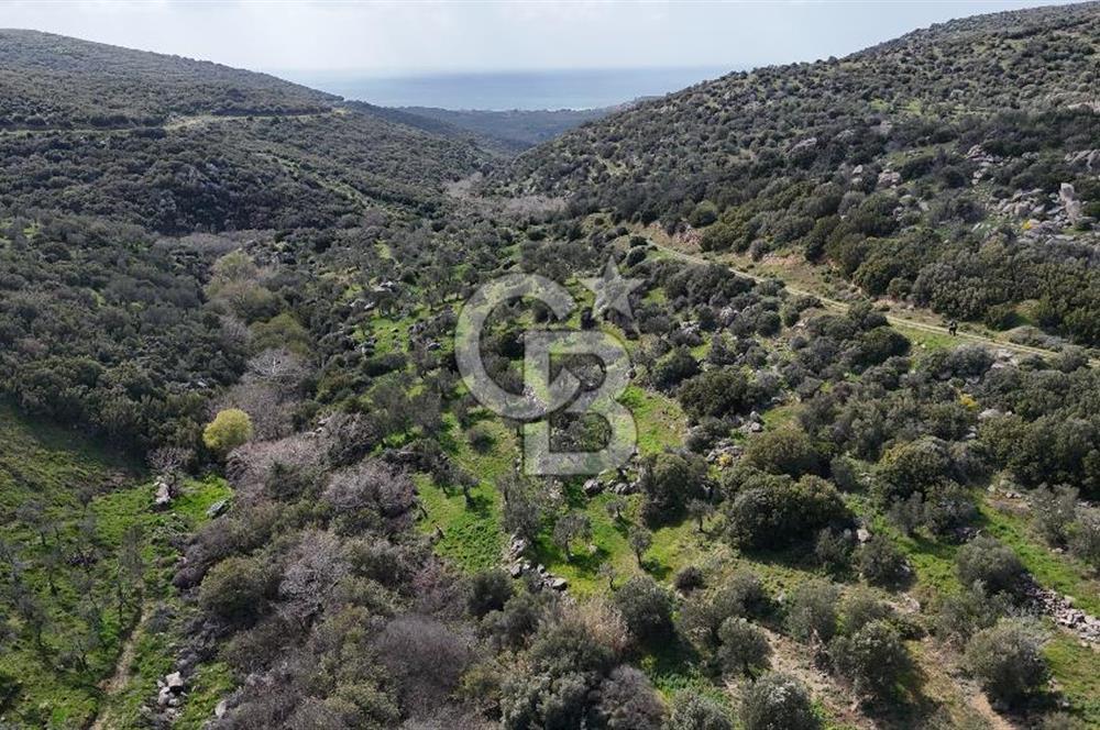 Satılık Zeytinlik Çanakkale Ezine Alemşah'ta 11395m² - Görsel 12