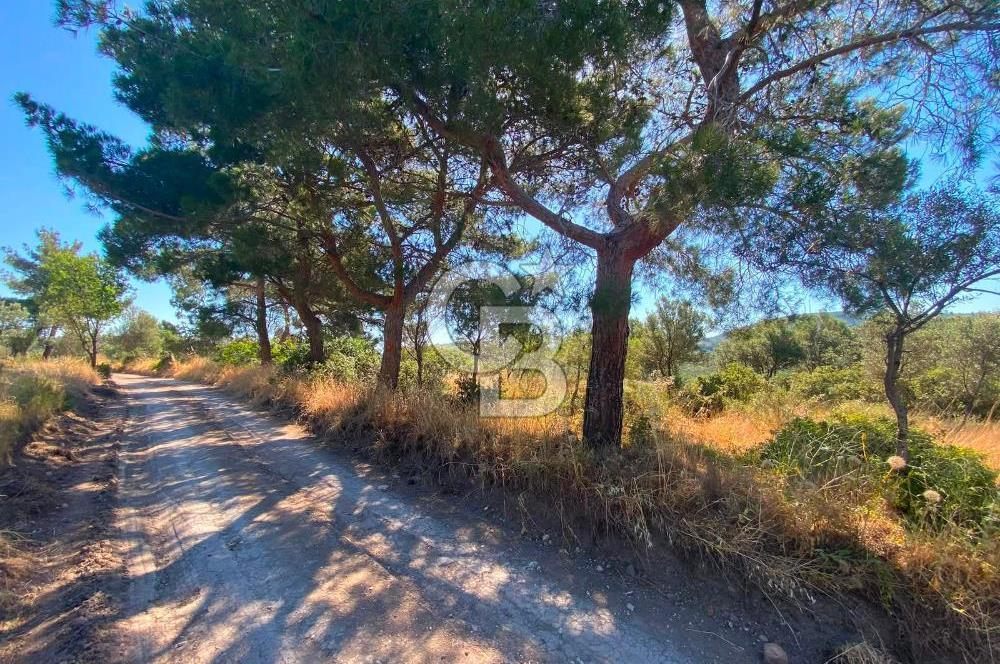 Çanakkale Ayvacık Gülpınar Satılık Zeytinlik!