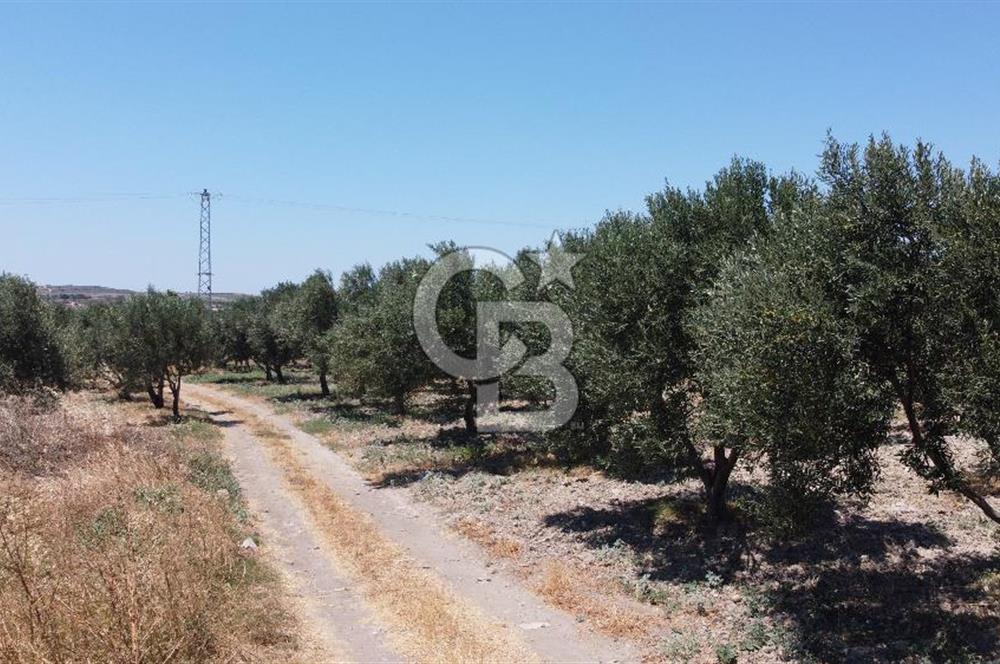 Satılık Bozcaada Arazi: Amerikan Çeşme Asfalt Cepheli 5965m²