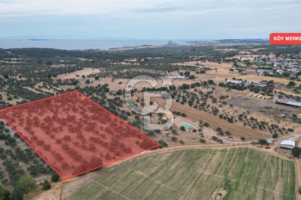 EZİNE KUMBURUN KÖYÜNDE ACİL SATILIK FIRSAT 13.956 M2 ZEYTİNLİK!!