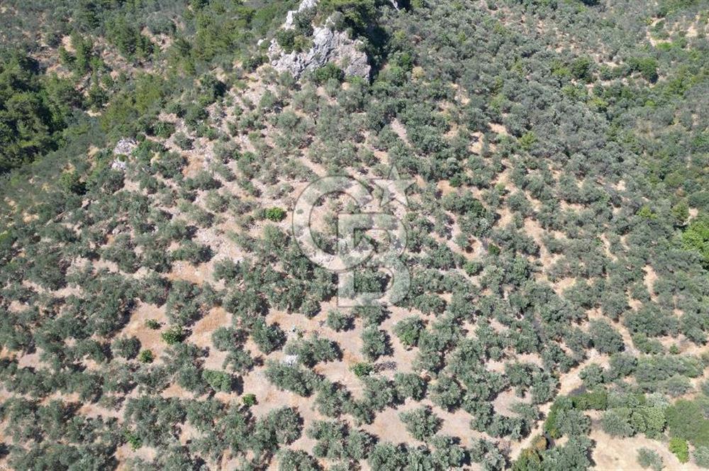AYVACIK PAŞAKÖY'DE 11.964 M2 SATILIK VERİMLİ FIRSAT ZEYTİNLİK !!