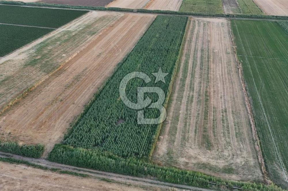 Çanakkale Ezine Mahmudiye Satılık 8.692 M² Tarla!