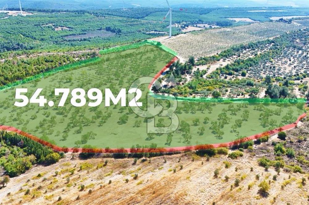 çanakkale merkez erenköy'de 54 dönüm satılık zeytinlik çanakkale merkez erenköy'de 54 dönüm satılık zeytinlik