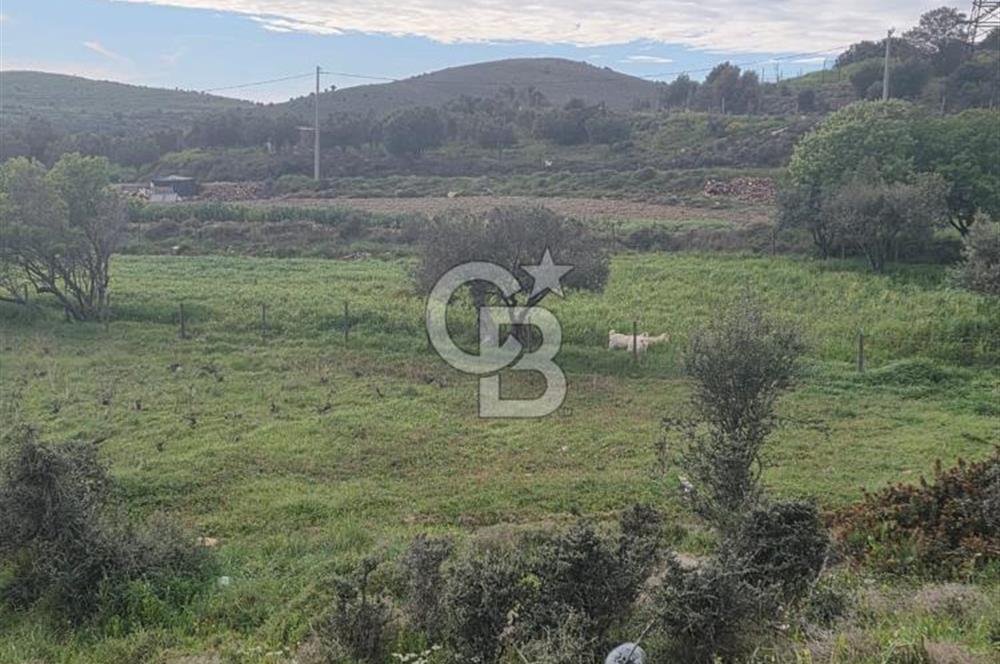 çanakkale bozcaada alaybey'de imar sınırına yakın satılık 2704 m² bağ çanakkale bozcaada alaybey'de imar sınırına yakın satılık 2704 m² bağ