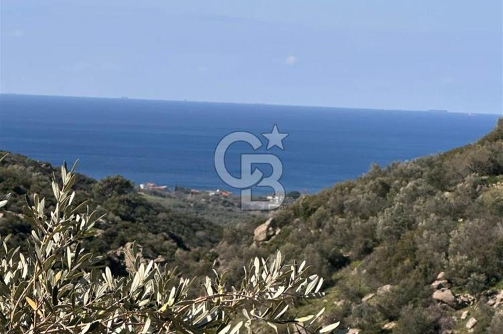 Satılık Zeytinlik Çanakkale Ezine Alemşah'ta 11395m² Satılık Zeytinlik Çanakkale Ezine Alemşah'ta 11395m²