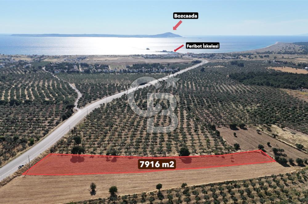 Satılık Tarla Ezine Geyikli Asfalt Cepheli 7916 m² Satılık Tarla Ezine Geyikli Asfalt Cepheli 7916 m²