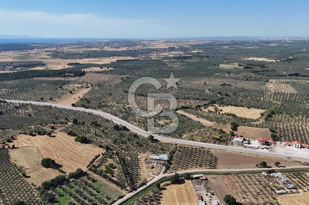 Satılık Zeytinlik Geyikli Ezine: 7710 m2 2 Parsel Fırsat Satılık Zeytinlik Geyikli Ezine: 7710 m2 2 Parsel Fırsat