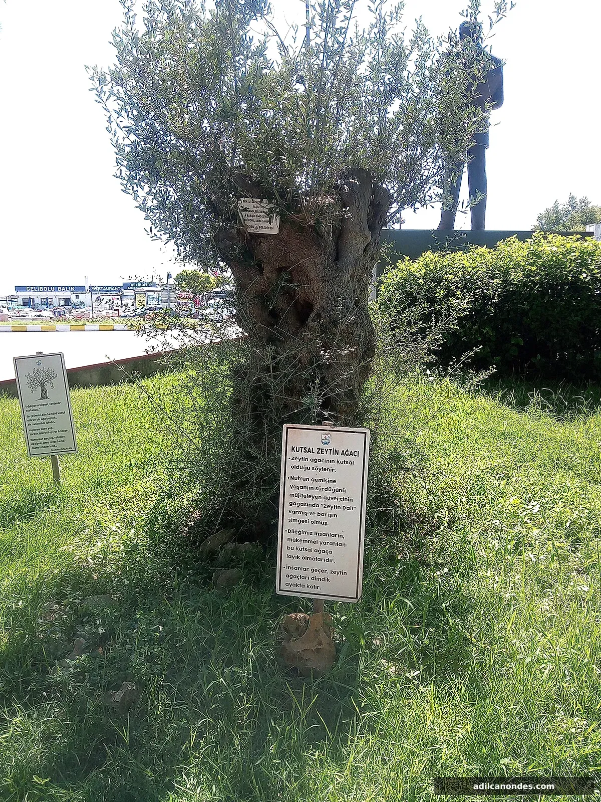 Gelibolu yüzyıllık zeytin ağacı